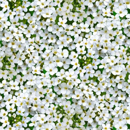 Landscape Medley - Tiny Flowers - White | Elizabeth's Studio 609E-WHITE